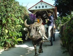 Guided Tour of Iriomote, Yufu, and (Optional) Taketomi Islands